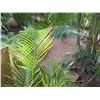 Image 2 : Potted Palm Plant Approx. 55"H