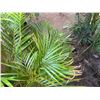 Image 3 : Potted Palm Plant Approx. 55"H