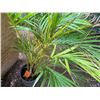 Image 4 : Potted Palm Plant Approx. 55"H
