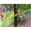 Image 5 : Potted Palm Plant Approx. 55"H