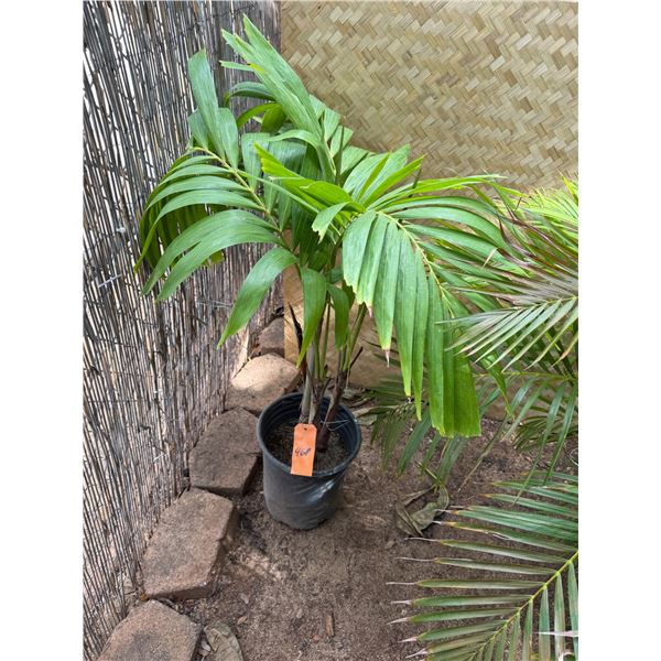Potted Palm Plant Approx. 44"H