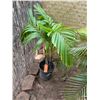 Image 1 : Potted Palm Plant Approx. 44"H