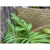 Image 2 : Potted Palm Plant Approx. 44"H