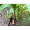 Image 3 : Potted Palm Plant Approx. 44"H