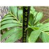 Image 4 : Potted Palm Plant Approx. 44"H