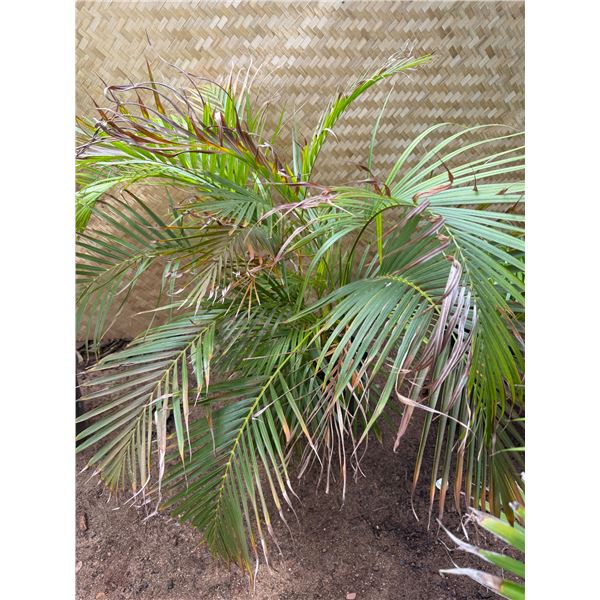 Potted Palm Plant Approx. 44"H