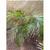 Image 1 : Potted Palm Plant Approx. 44"H