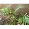 Image 2 : Potted Palm Plant Approx. 44"H