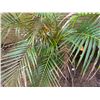 Image 3 : Potted Palm Plant Approx. 44"H