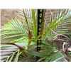 Image 4 : Potted Palm Plant Approx. 44"H