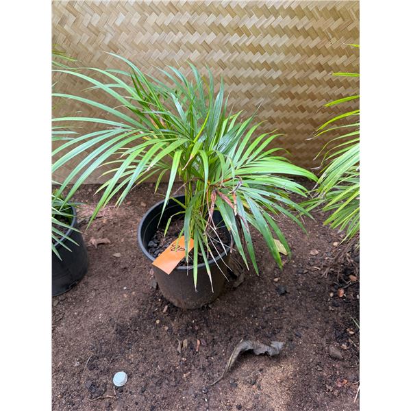 Potted Palm Plant Approx. 26"H