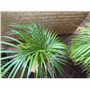 Image 2 : Potted Palm Plant Approx. 26"H