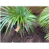 Image 3 : Potted Palm Plant Approx. 26"H