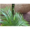 Image 4 : Potted Palm Plant Approx. 26"H