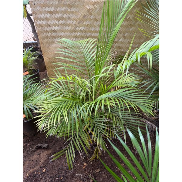 Potted Palm Plant Approx. 52"H