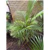 Image 1 : Potted Palm Plant Approx. 52"H