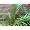 Image 2 : Potted Palm Plant Approx. 52"H