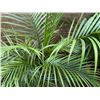 Image 3 : Potted Palm Plant Approx. 52"H
