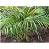Image 4 : Potted Palm Plant Approx. 52"H