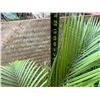 Image 5 : Potted Palm Plant Approx. 52"H