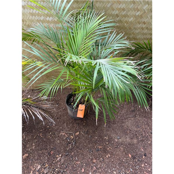Potted Palm Plant Approx. 41"H