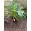 Image 1 : Potted Palm Plant Approx. 41"H