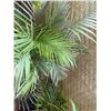 Image 2 : Potted Palm Plant Approx. 41"H