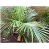 Image 3 : Potted Palm Plant Approx. 41"H