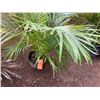 Image 4 : Potted Palm Plant Approx. 41"H