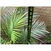 Image 5 : Potted Palm Plant Approx. 41"H