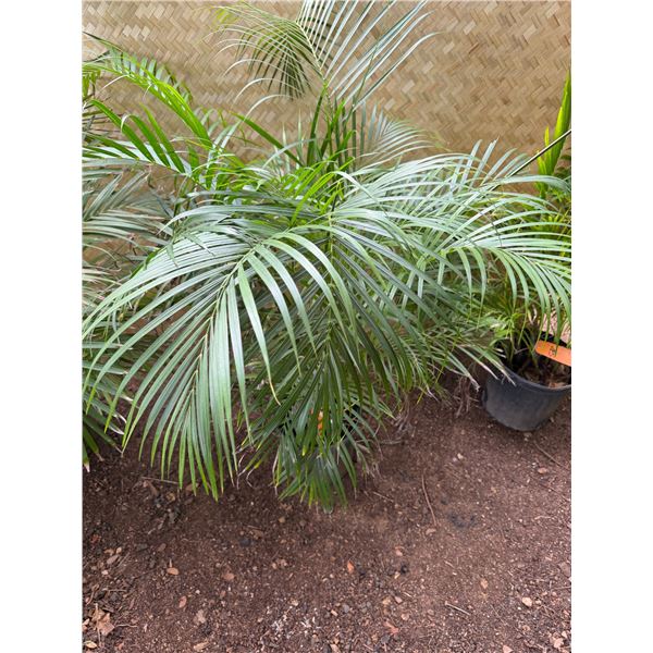 Potted Palm Plant Approx. 46"H