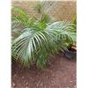 Image 1 : Potted Palm Plant Approx. 46"H