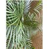 Image 2 : Potted Palm Plant Approx. 46"H