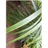 Image 3 : Potted Palm Plant Approx. 46"H