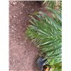 Image 4 : Potted Palm Plant Approx. 46"H