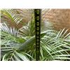 Image 5 : Potted Palm Plant Approx. 46"H
