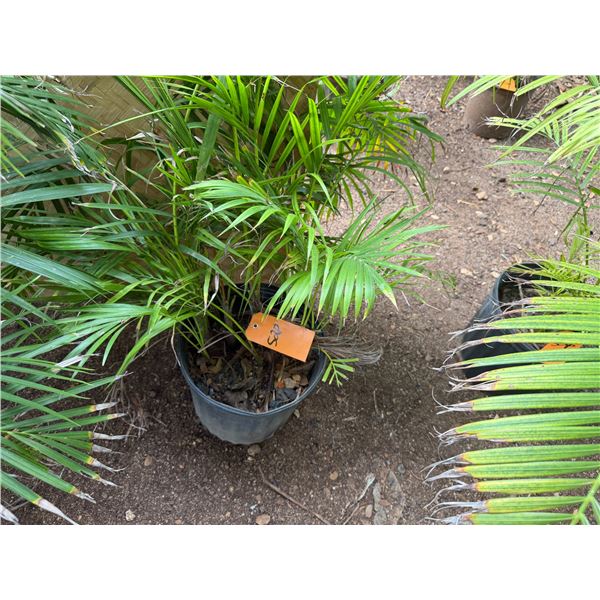 Potted Palm Plant Approx. 36"H