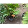 Image 1 : Potted Palm Plant Approx. 36"H