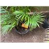 Image 2 : Potted Palm Plant Approx. 36"H