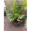 Image 3 : Potted Palm Plant Approx. 36"H