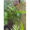Image 4 : Potted Palm Plant Approx. 36"H