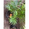 Image 5 : Potted Palm Plant Approx. 36"H