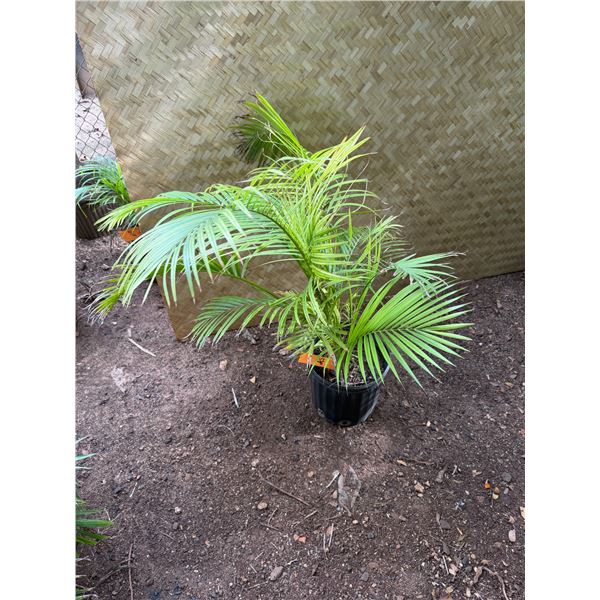 Potted Palm Plant Approx. 38"H