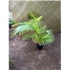 Image 1 : Potted Palm Plant Approx. 38"H