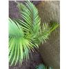 Image 2 : Potted Palm Plant Approx. 38"H