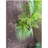 Image 3 : Potted Palm Plant Approx. 38"H