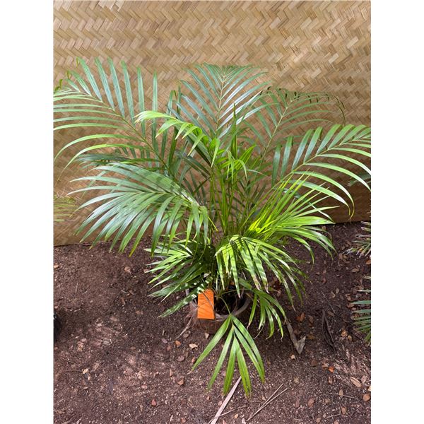 Potted Palm Plant Approx. 42"H