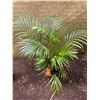 Image 1 : Potted Palm Plant Approx. 42"H