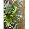 Image 2 : Potted Palm Plant Approx. 42"H