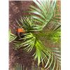 Image 3 : Potted Palm Plant Approx. 42"H
